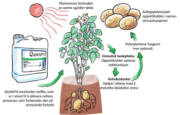 Hvordan påvirker Quantis planten?