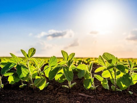 Syngenta Seedcare og Bioceres Crop Solutions samarbeider for å bringe biologisk behandlede frø til markedet