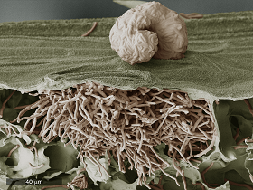 Septoria bryter igjennom bladoverflaten 20 dager efter infeksjon