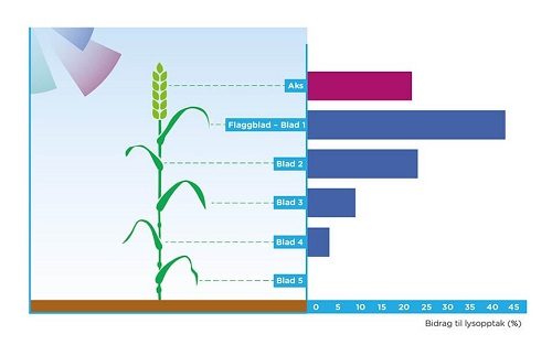 Grafikken viser hvilken del av byggplanten som bidrar mest til plantens lysopptak og dermed bidrar mest til kornavlingen
