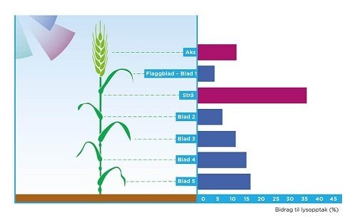 Grafikken viser hvilken del av hveteplanten som bidrar mest til plantens lysopptak og dermed bidrar mest til kornavlingen