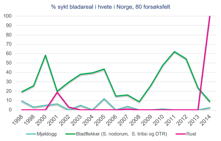 Procent sykt bladareal i hvete i Norge, 80 forsøksfelt