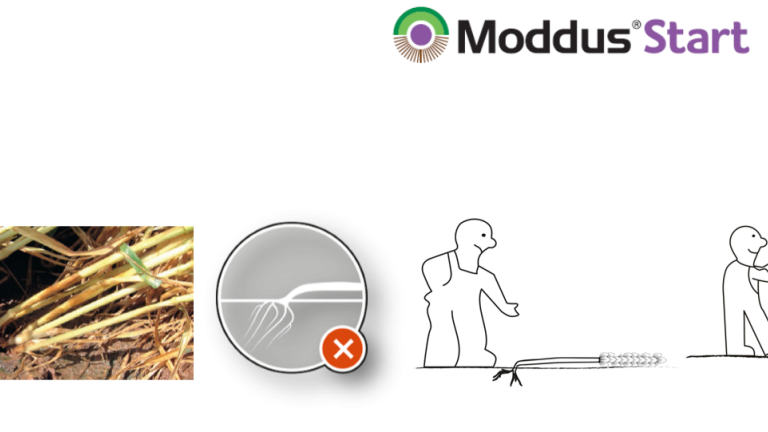 Moddus Start