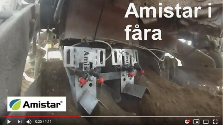 Amistar i fåra