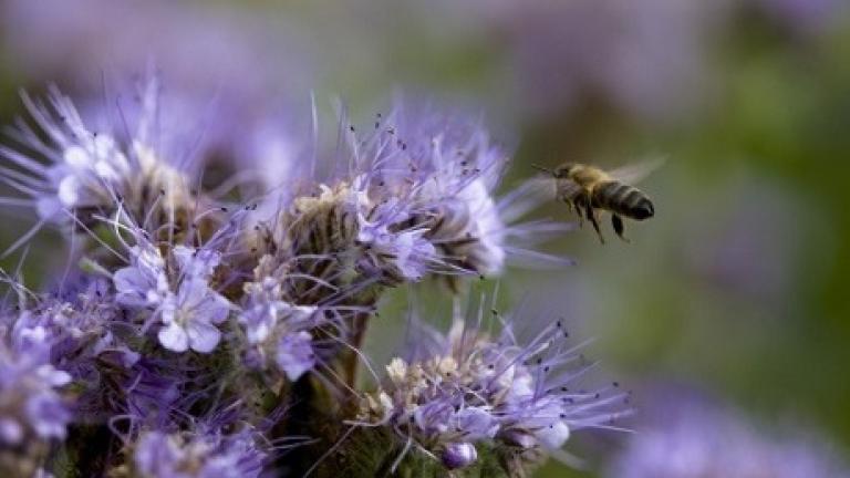 Biodiversitet