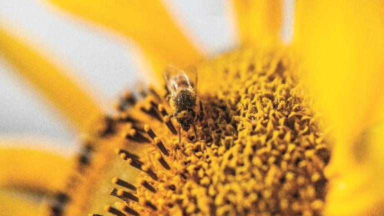 positive_action_for_pollinators_and_biodiversity