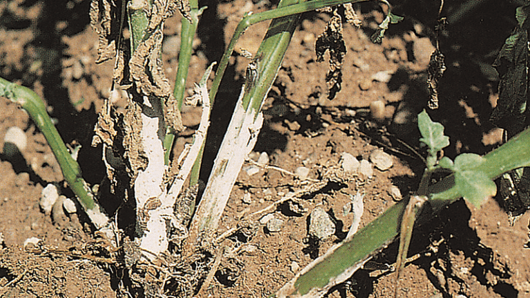Svartskurv (Rhizoctonia solani), viser seg i senere stadier som et gråhvitt belegg nederst på stenglene. Herfra danner soppen sporer.