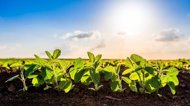 Syngenta Seedcare og Bioceres Crop Solutions samarbeider for å bringe biologisk behandlede frø til markedet