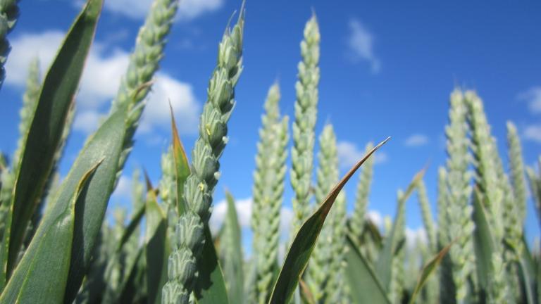 Syngenta och Unium Bioscience i samarbete