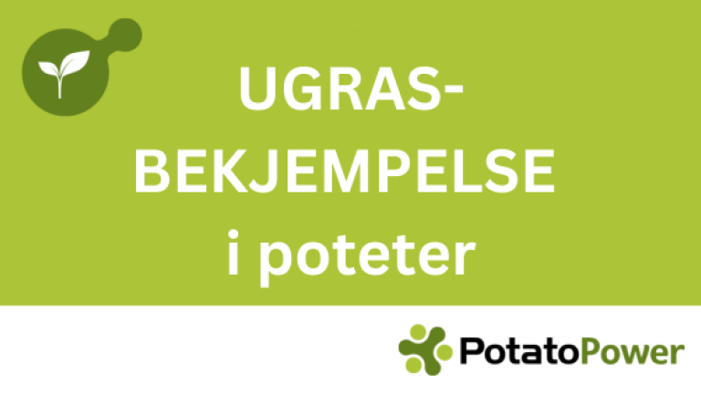 Potet ugras
