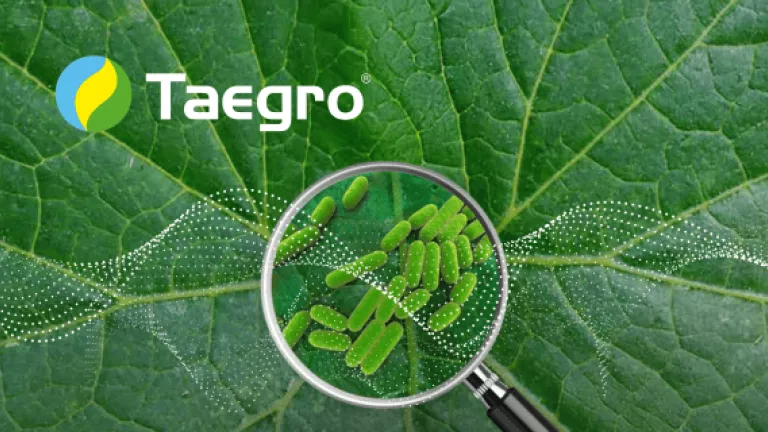 TAEGRO biofungicid 