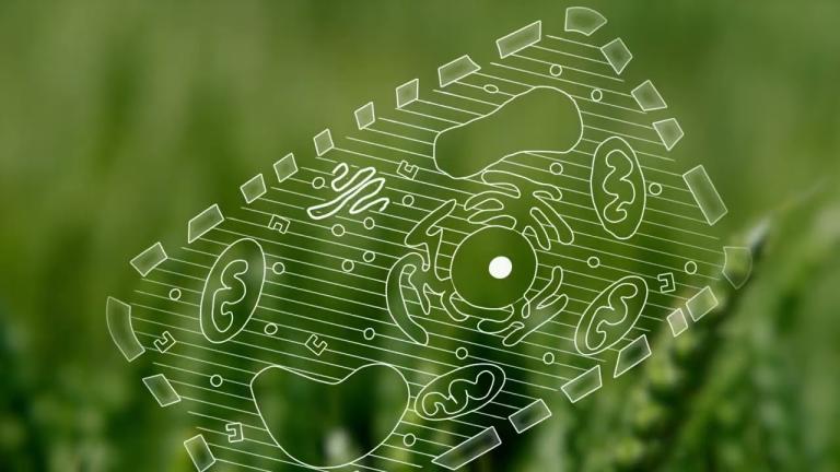 GRETEG® – Smart triazol for effektiv sykdomskontroll i hvete