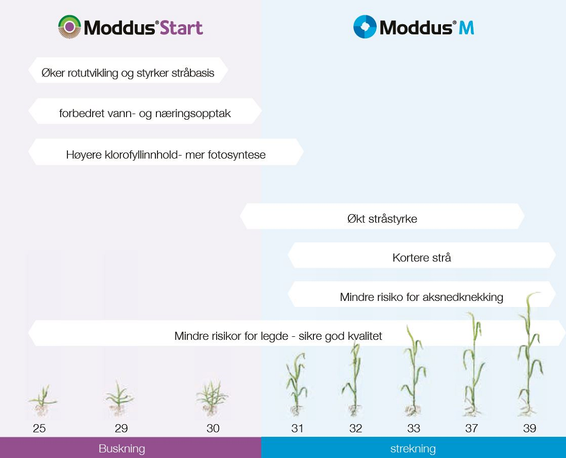 Moddus Start