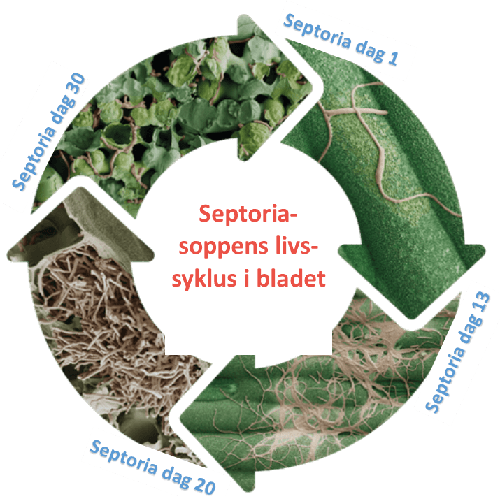 Septoria-soppens livssyklus i bladet