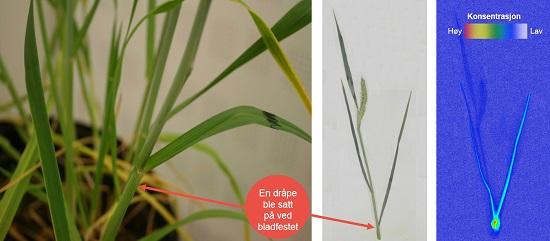 Elatus Plus – tas opp og beveger seg oppover i planten og gir noe beskyttelse av ny tilvekst