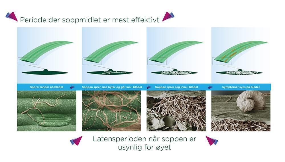 Periode der soppmidlet er mest effektivt. Latensperioden når soppen er usynlig for øyet