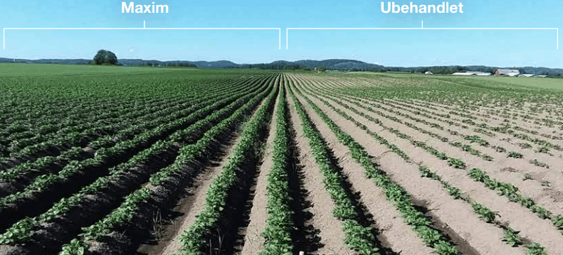 Maxim vs ubehandlet