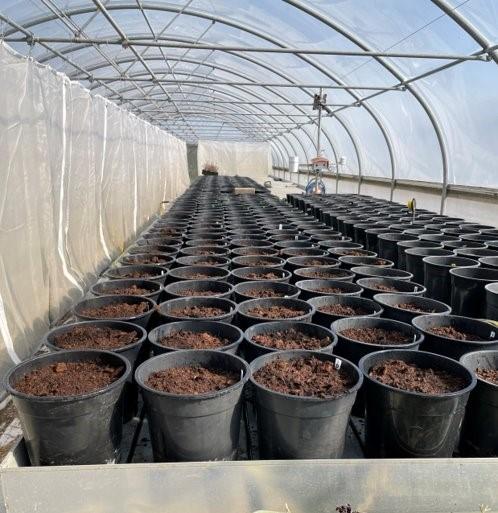 QUANTIS biostimulant
