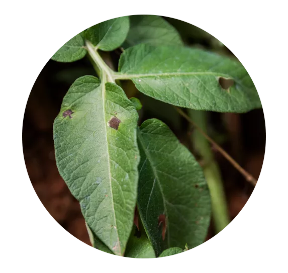 alternaria i potet