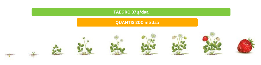 Merutbytte i jordbær med QUANTIS og TAEGRO 